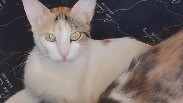 Cute and Funny Cat Videos 😸 - It's TIME for SUPER LAUGH!🐱