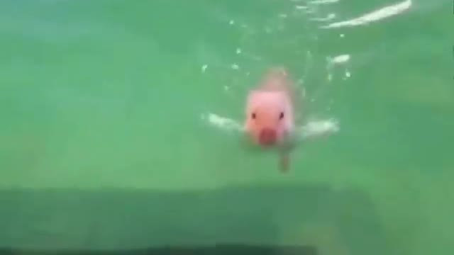 piggy swimming