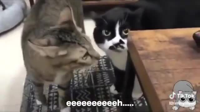 Funny Cats Who Talk