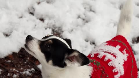 small-dog-in-christmas-sweater