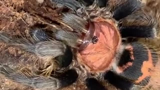 spider hunt cricket to eat.mp4