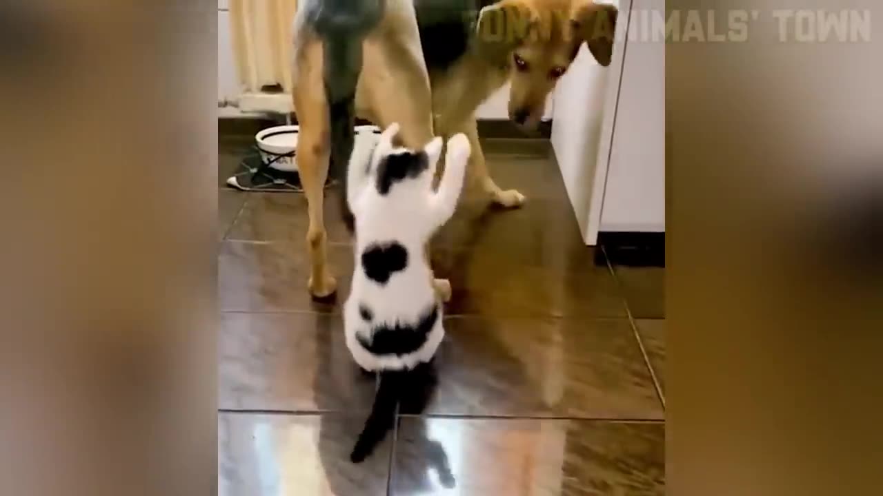 😜Funniest Dogs and Cats