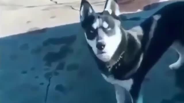Funny animals 😂