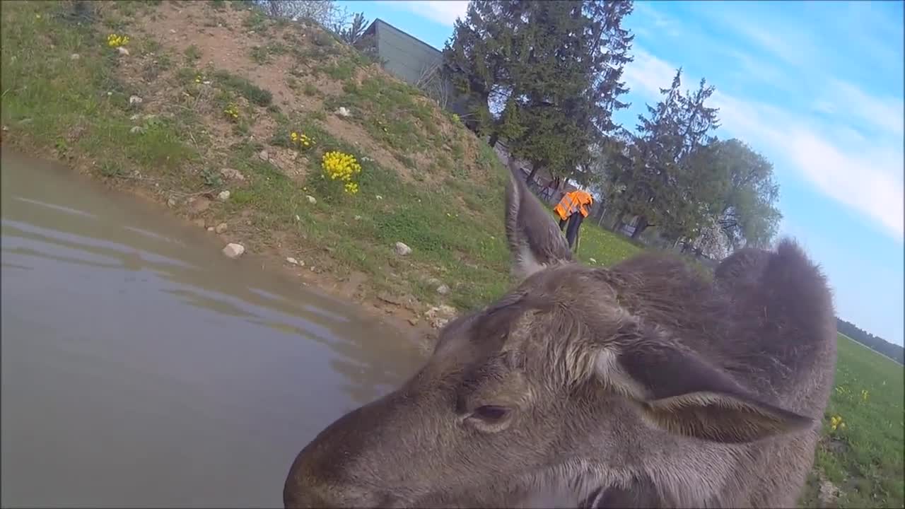 Incredible friendship between human and wild baby moose