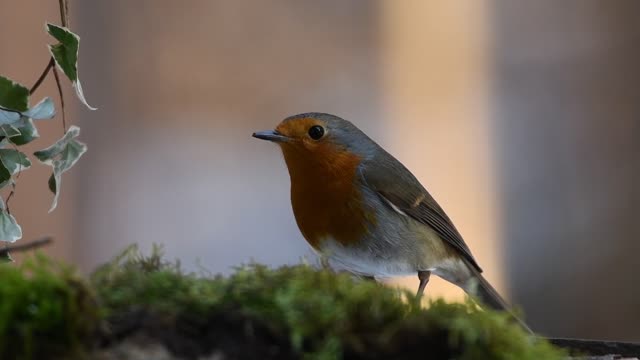 robin rouge oiseau nature foret