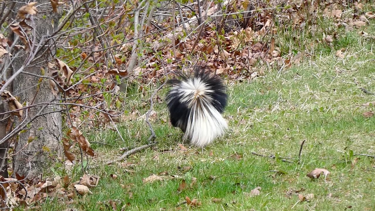 Striped Skunk Hunting Food Video