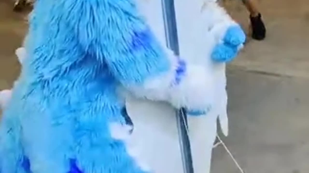 Random Kemono Fursuit Video #5