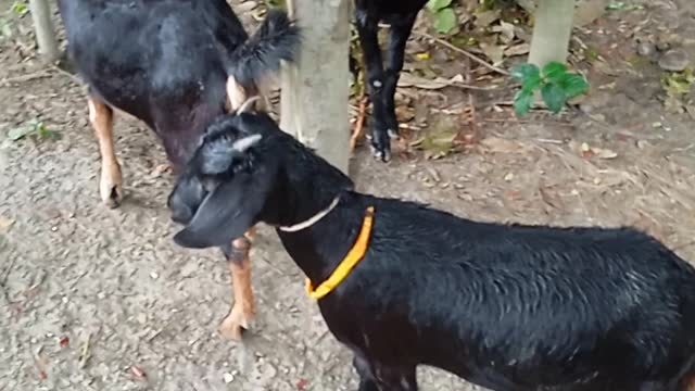 Baby and baby goast,goat vibeo for