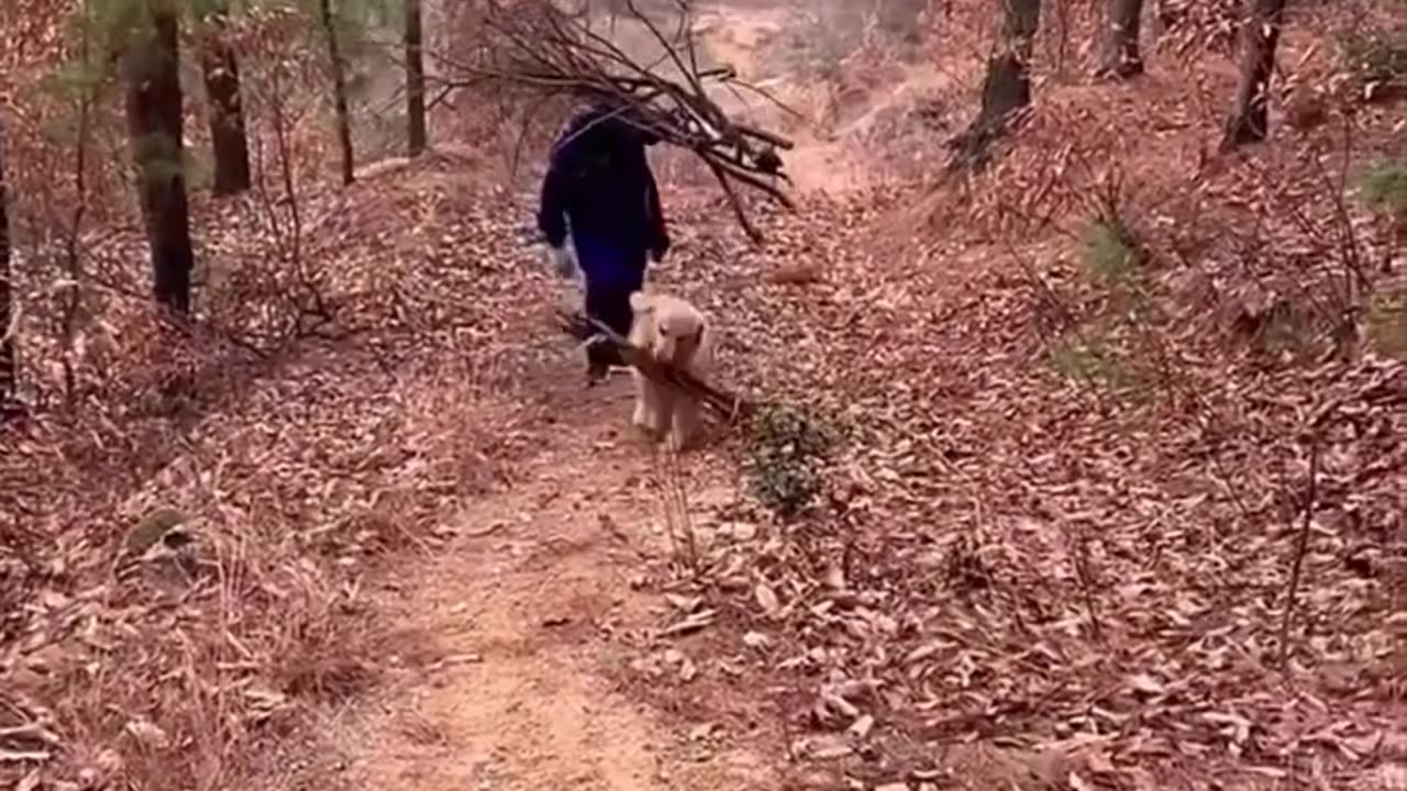 The loyal golden retriever helps the old man to carry firewood🥹