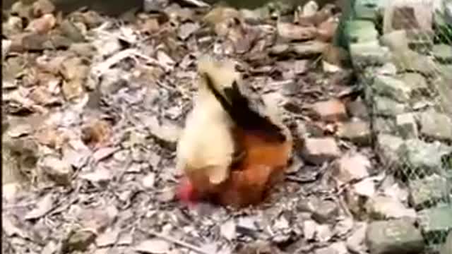 Chicken and Dog Battle Fight