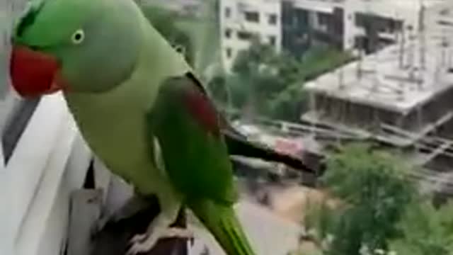 Friendly Talking Parrot Calling his Mummy to Open the Window