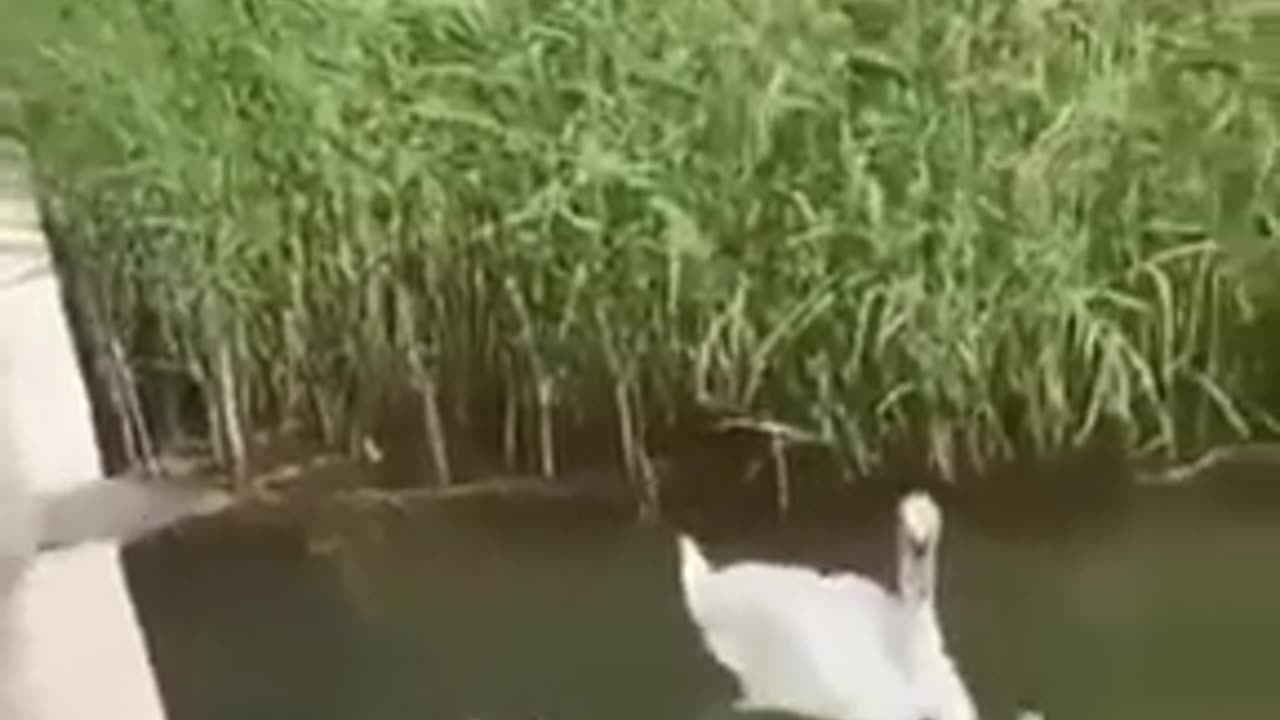 Swan Family Jumping in Water #shorts #viral #shortsvideo #video