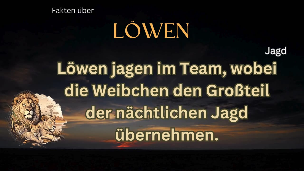 Löwen-Fakt 4 - Wie fangen Löwen ihre Beute?