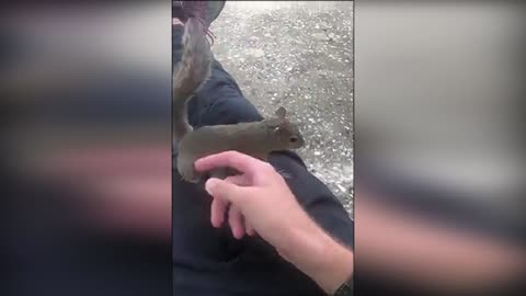 Homemade squirrel