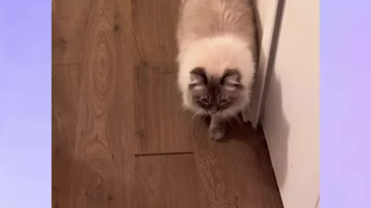 Funny Moment Error