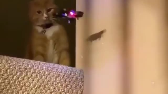 Angry Cat Slaps flying drone Funny Video 2022