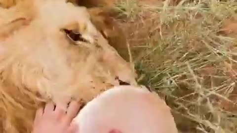 Trusting Lions