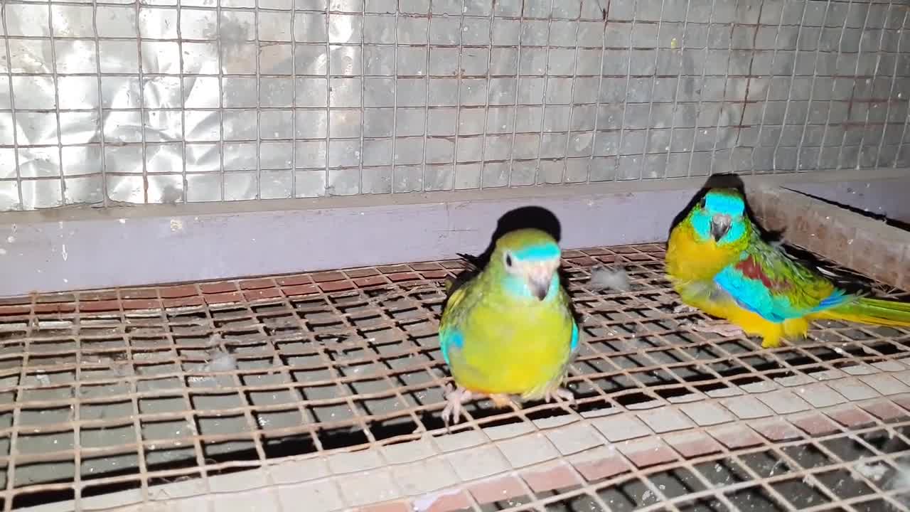 Moluccan Cockatoo Getting Warm Welcome In The Parrot Farm - Enjoying With The Colourful Birds