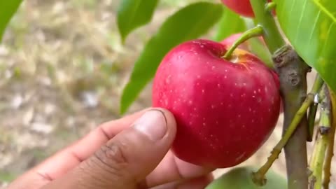 Grafting mango branches and apples to grow mangoes from one plant