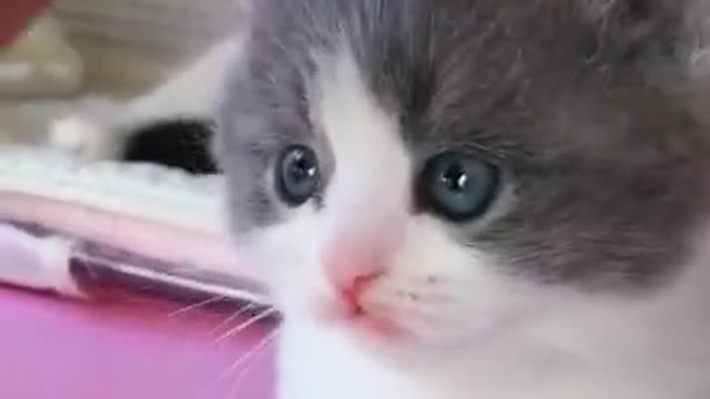 Cute Funny & baby cat Videos Compilation cute moment of the animals #shorts