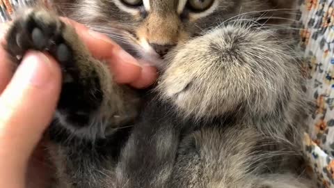 Cute kitten playing their own 😍