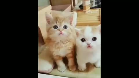 CUTE ADORABLE animals -cats part 1