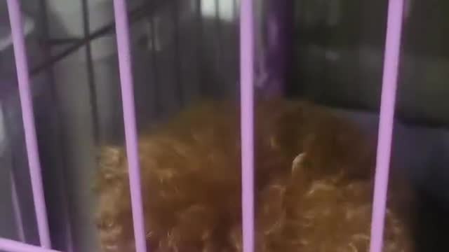 dog in cage