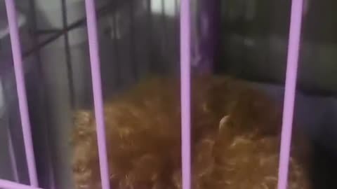 dog in cage