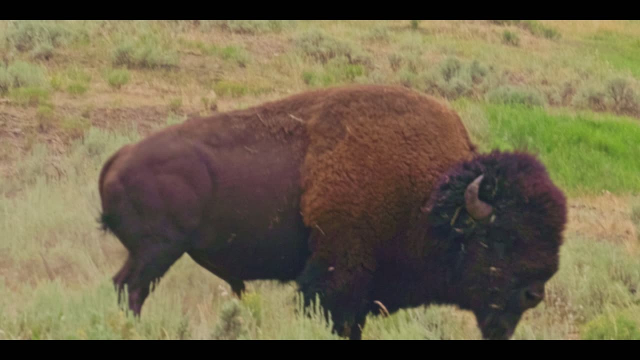 Yellowstone National Park