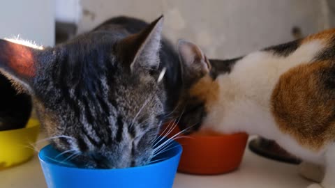 cats eat at lunch time