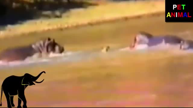 Heroic Hippotamouses Rescue Deer From A Nasty Crocodile Attack