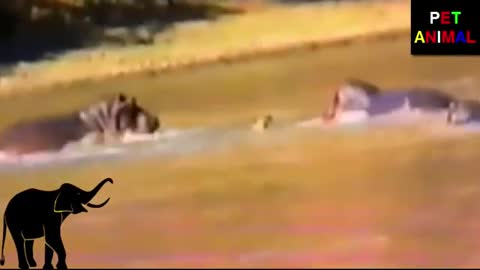 Heroic Hippotamouses Rescue Deer From A Nasty Crocodile Attack