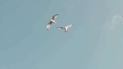 Birds flying close up. amazing and funny