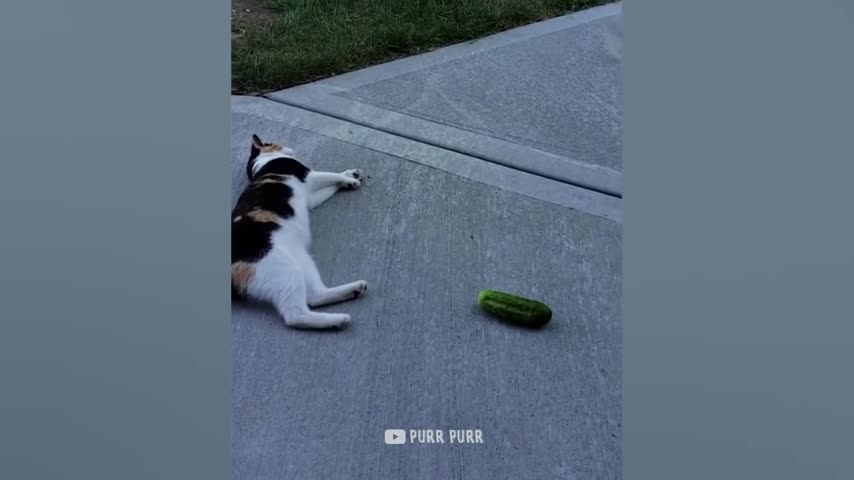 Cucumbers Are Cat's Enemy - Funny Pet Reaction | Purr Purr