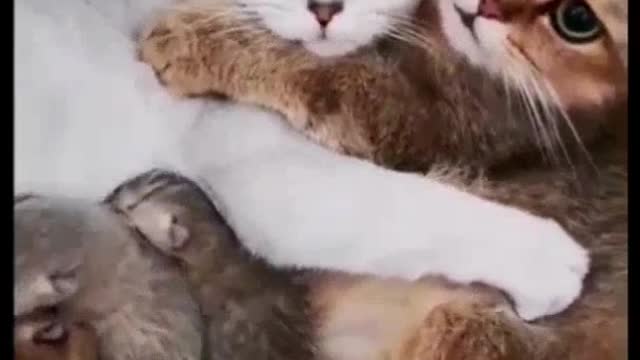 Funny animals