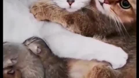 Funny animals