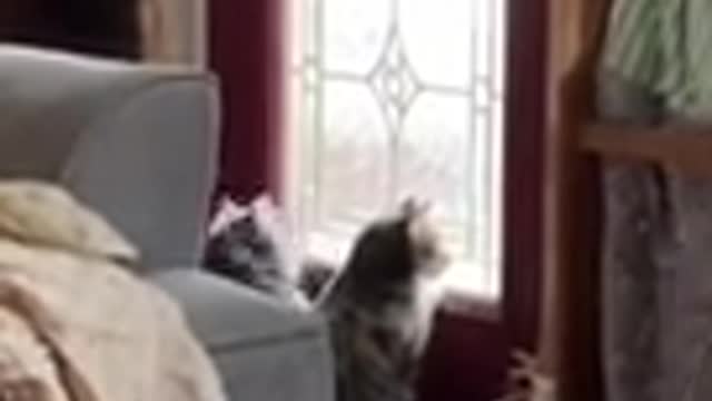 These Funny Cute Cats Enjoying The Sunshine Together ☀️ | Cute Cat Videos