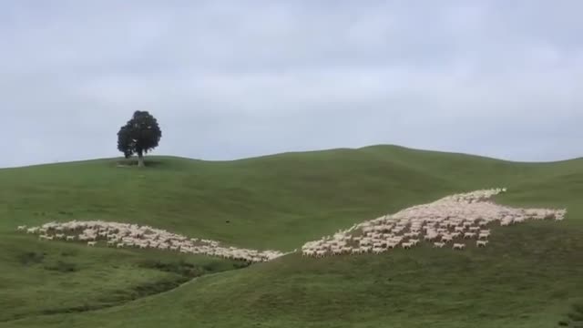 mesmerizing sheep herding!