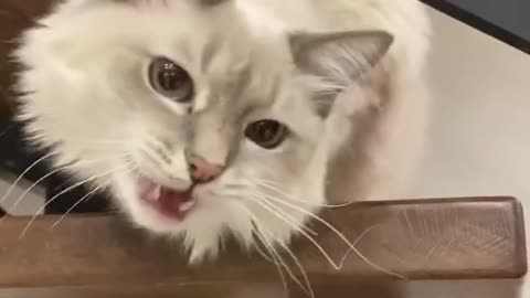 laughing cat