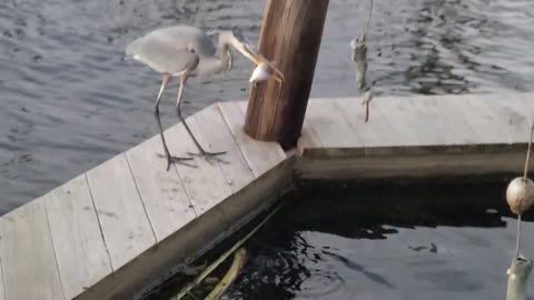 Luna watching Blue Heron eat fish