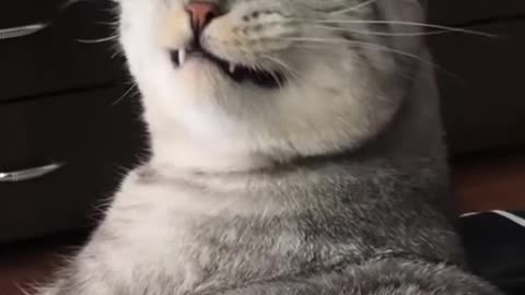 Smiling cat