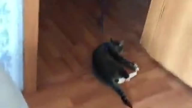 Dog Wants to Play With a Cat