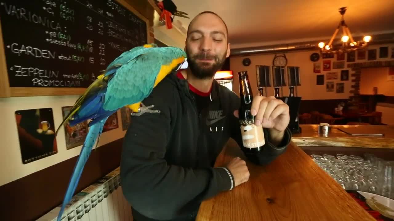 STRONG Parrot opens beer bottles using his beak