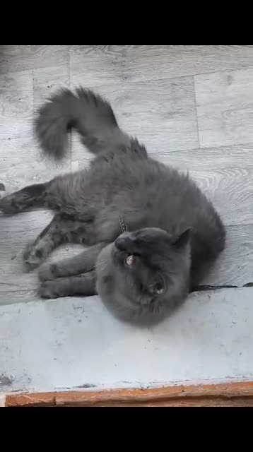 Cute cat is washing on the balcony
