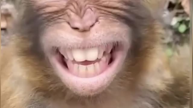 Monkey laughing video