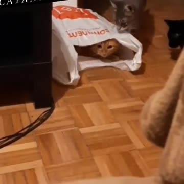 The scream cat version