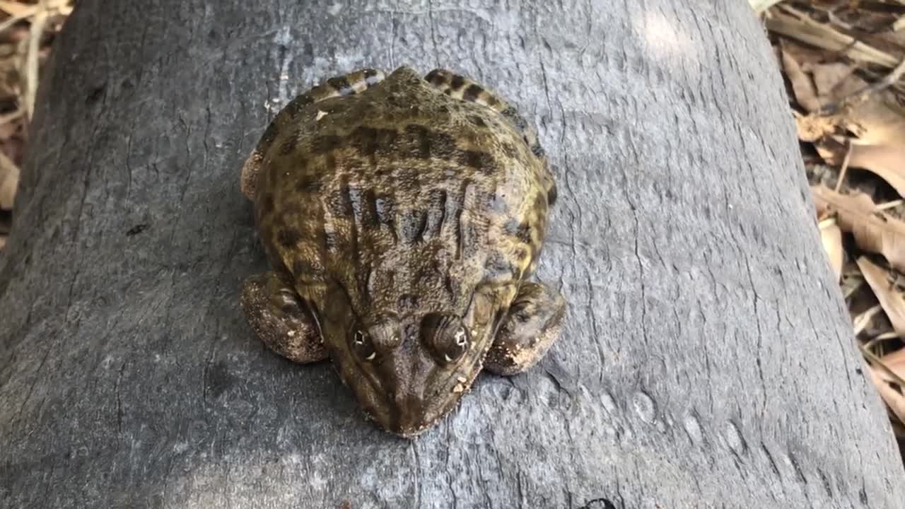 Lovely Frog Want To Sleep