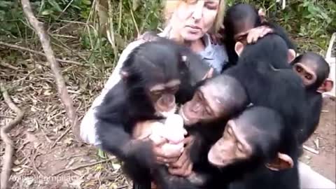 Cuddly Chimpanzees