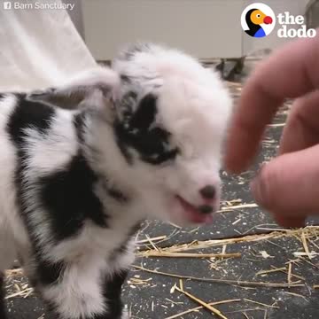 Pet goat takes a nap on her owner's lap