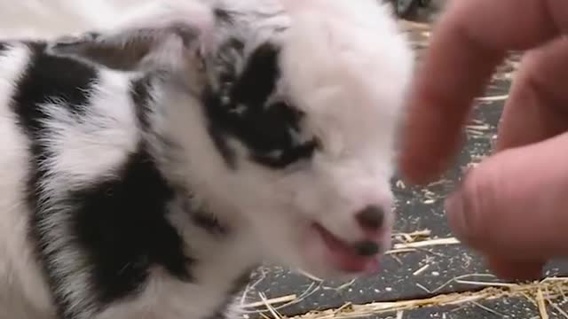 Pet goat takes a nap on her owner's lap